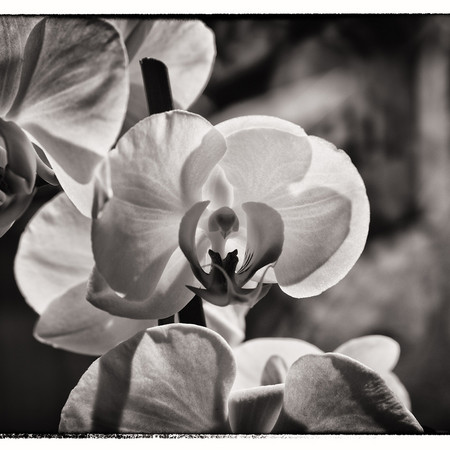 Orchidé